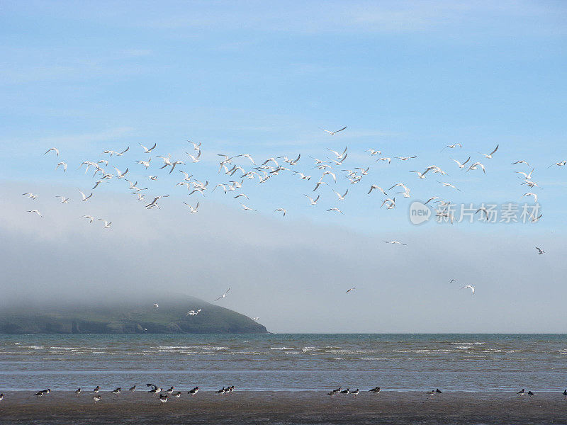 Flock of Sea Gulls Flying Over Ireland Beach, Mountain Coast